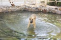 Yellow shaggy street dog swims in pool of water Royalty Free Stock Photo