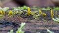 Yellow shaped mushrooms on log in forest