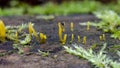 Yellow shaped mushrooms on log in forest