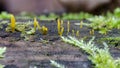 Yellow shaped mushrooms on log in forest