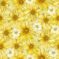 Yellow shasta daisy and white lewisia flowers Royalty Free Stock Photo