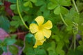 Yellow sheep-sorrel flower. Also known as bermuda buttercup African wood-sorrel Bermuda sorrel buttercup oxalis Cape sorrel