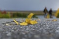 Yellow sheet on a gray asphalt road