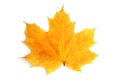 Yellow sheet of a maple Royalty Free Stock Photo