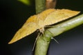 Yellow Shell Moth Drinking Water