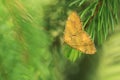 Yellow shell moth on pine