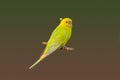 Yellow shell parakeet perching on a perch Royalty Free Stock Photo