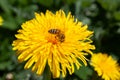 Yellow Dandelion flower with honey bee in summer