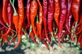 Yellow shiny and glossy red pepper hanging on drying rope