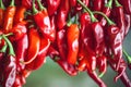 Yellow shiny and glossy red pepper hanging on drying rope