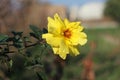 Yellow shiny rose with dark green leaves in focus