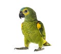 Yellow-shouldered amazon, Amazona barbadensis Royalty Free Stock Photo