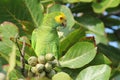 Yellow shouldered Parrot in Almond Tree - Bonaire Royalty Free Stock Photo