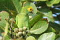 Yellow shouldered Parrot in Almond Tree - Bonaire