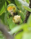 Yellow shouldered Parrot Eating an Almond Royalty Free Stock Photo