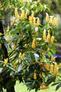 Yellow Shrimp Plant 833658