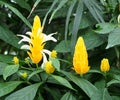 Yellow Shrimp Plant Or Pachystachys Lutea