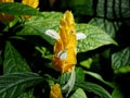 Yellow Shrimp Plant Or Pachystachys Lutea