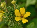 Yellow Shrubby Cinquefoil flower, Latin name Potentilla fruticose