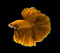 Yellow siamese fighting fish, Halfmoon betta fish isolated on bla Royalty Free Stock Photo