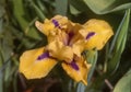 Yellow Siberian iris bloom