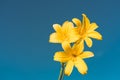 Yellow Siberian lily
