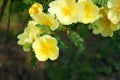 Yellow siberian rose