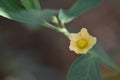 Yellow sida plant flower
