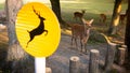 Yellow sign of deer live freely in a Japanese Nara Park. Sika Cervus Japan Royalty Free Stock Photo