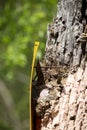 Yellow Sign Nailed to Dying Tree Royalty Free Stock Photo