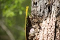 Yellow Sign Nailed to Dying Tree Royalty Free Stock Photo