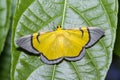 Yellow signata moth hanging under leaf Royalty Free Stock Photo