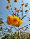 Yellow silk cotton bouque in winter