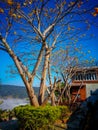 Yellow Silk Cotton Tree with blue sky