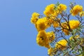 Yellow Silk Cotton Tree, Cochlospermum religiosum Alston, buttercup tree. yellow silk cotton or Torchwood flower