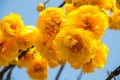 Yellow Silk Cotton tree flower Royalty Free Stock Photo