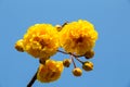 Yellow Silk Cotton tree flower Royalty Free Stock Photo