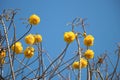 Yellow silk cotton tree flower on blue sky in daytime Royalty Free Stock Photo