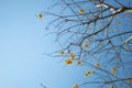 Yellow silk cotton tree flower on blue sky in daytime Royalty Free Stock Photo