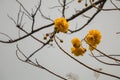 Yellow silk cotton tree flower with in gray sky background. Royalty Free Stock Photo