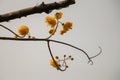 Yellow silk cotton tree flower with in gray sky background. Royalty Free Stock Photo