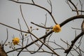 Yellow silk cotton tree flower with in gray sky background. Royalty Free Stock Photo