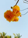 Yellow Silk Cotton tree flower with sky Royalty Free Stock Photo