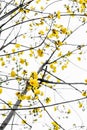 Yellow Silk Cotton Tree flower on tree isolated Royalty Free Stock Photo