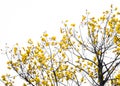 Yellow Silk Cotton Tree flower on tree isolated Royalty Free Stock Photo
