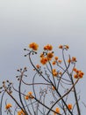 Yellow Silk Cotton Tree or Yellow Cotton. Royalty Free Stock Photo