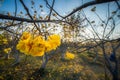 Yellow Silk Cotton Tree, Yellow flower or Torchwood in Thailand Royalty Free Stock Photo