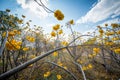 Yellow Silk Cotton Tree, Yellow flower or Torchwood in Thailand Royalty Free Stock Photo
