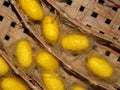 Yellow silk worm cocoons Royalty Free Stock Photo