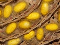 Yellow silk worm cocoons Royalty Free Stock Photo